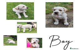 Mixed Breed dogs for sale: Ready to collect – Cane Corso puppies  - Image 8