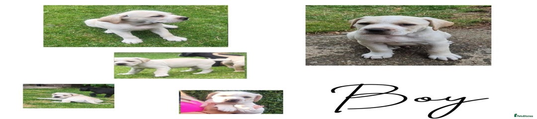 Puppy 7