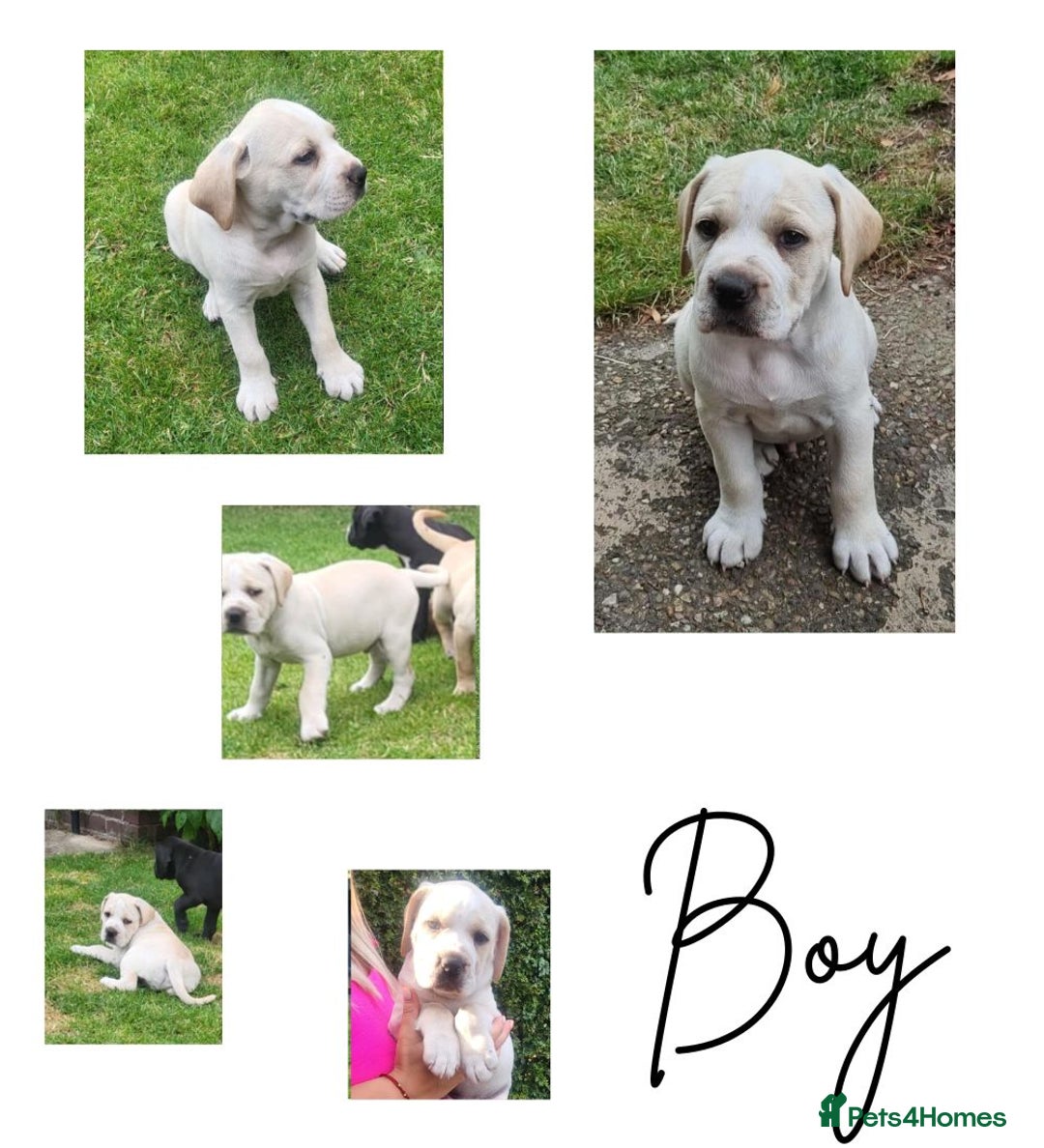 Mixed Breed dogs for sale: Ready to collect – Cane Corso puppies  - Image 8