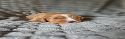 Cocker Spaniel dogs for sale: KC WORKING COCKER SPANIELS in Mansfield - Advert 7