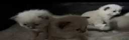 Ragdoll cats for sale: Registered Mink Ragdolls (cherubims) - Advert 8