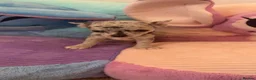 Chihuahua dogs for sale: Blue Merle chihuahua puppies. in Manchester - Advert 8