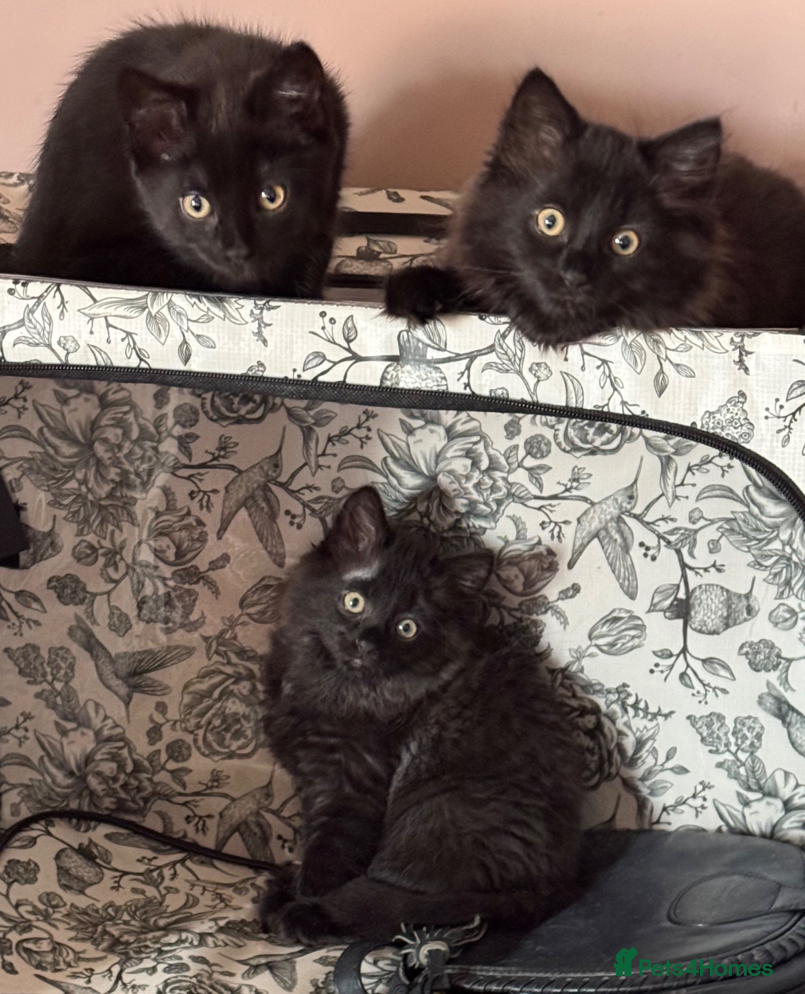 Mixed Breed cats 🐾 Four gorgeous fluffy black kittens £100 🌟 - Advert 1