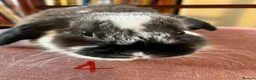 Mini Lop rabbits for sale: Lovely Mini Lop Babies - Advert 15