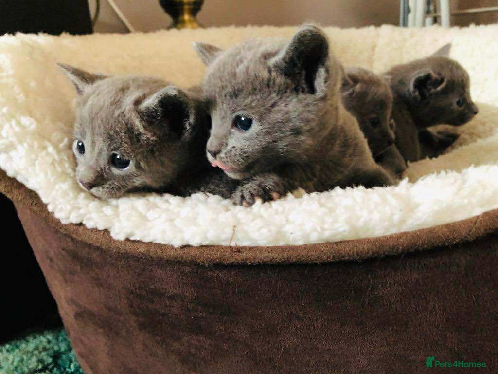 Russian Blue cats Russian Blue Kittens - Advert 6