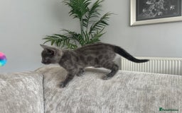 Bengal cats for sale: Stunning Bengal Kittens - TICA Registered - Image 5