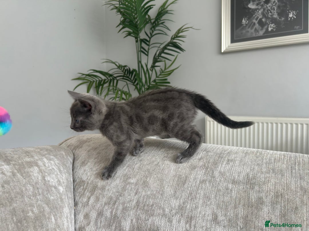 Bengal cats for sale: Stunning Bengal Kittens - TICA Registered - Image 5