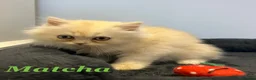 Persian cats for sale: *Last 2* Reduced Beautiful Persian Exotic Kitten - Advert 15