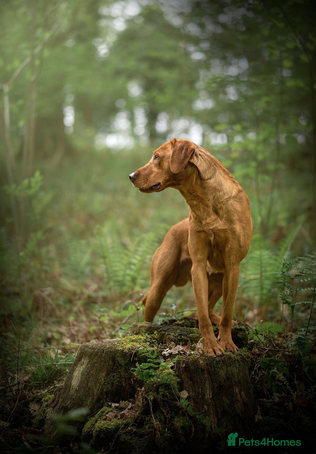 Labrador Retriever dogs for sale: KC Registered Fox Red Labrador Puppies - Image 6