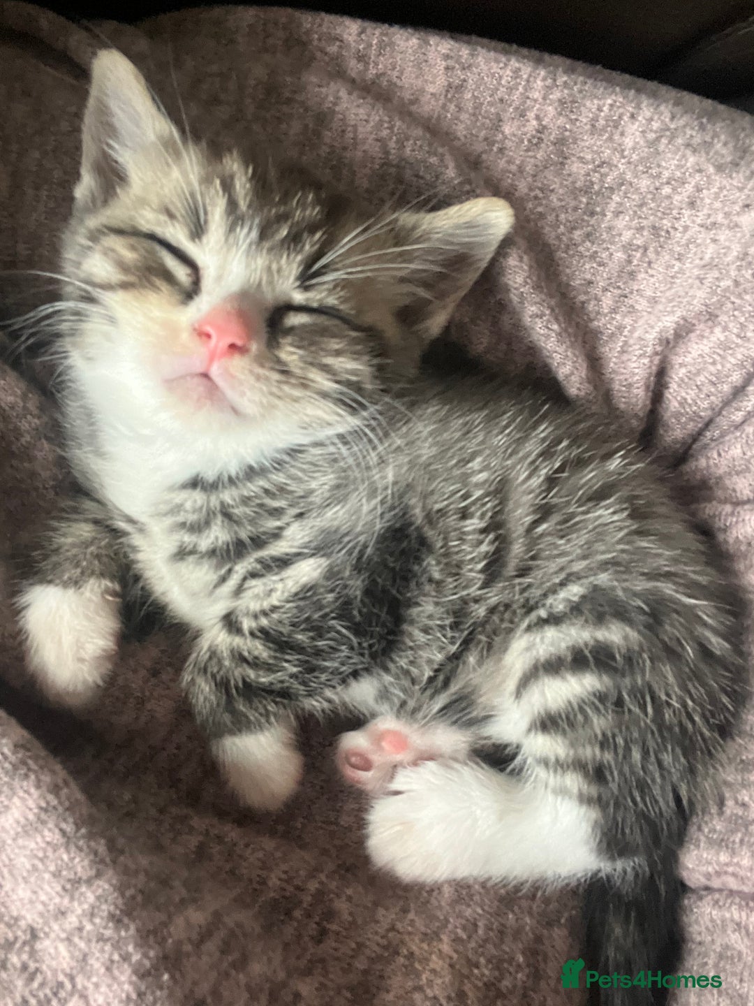 British Shorthair cats for sale: Beautiful British shorthair x - Image 5