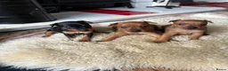 Miniature Pinscher dogs for sale: KC REG MINIATURE PINSCHER PUPPIES in Middlesbrough - Advert 3