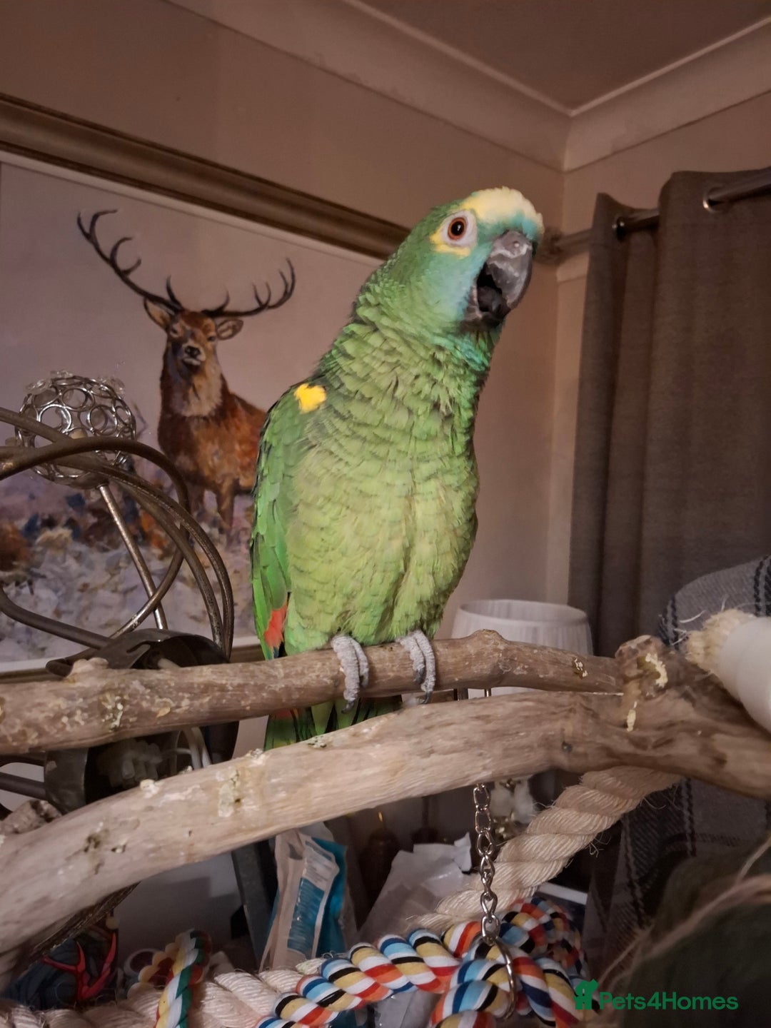 Parrots birds for sale:  amazon parrot  - Advert 3