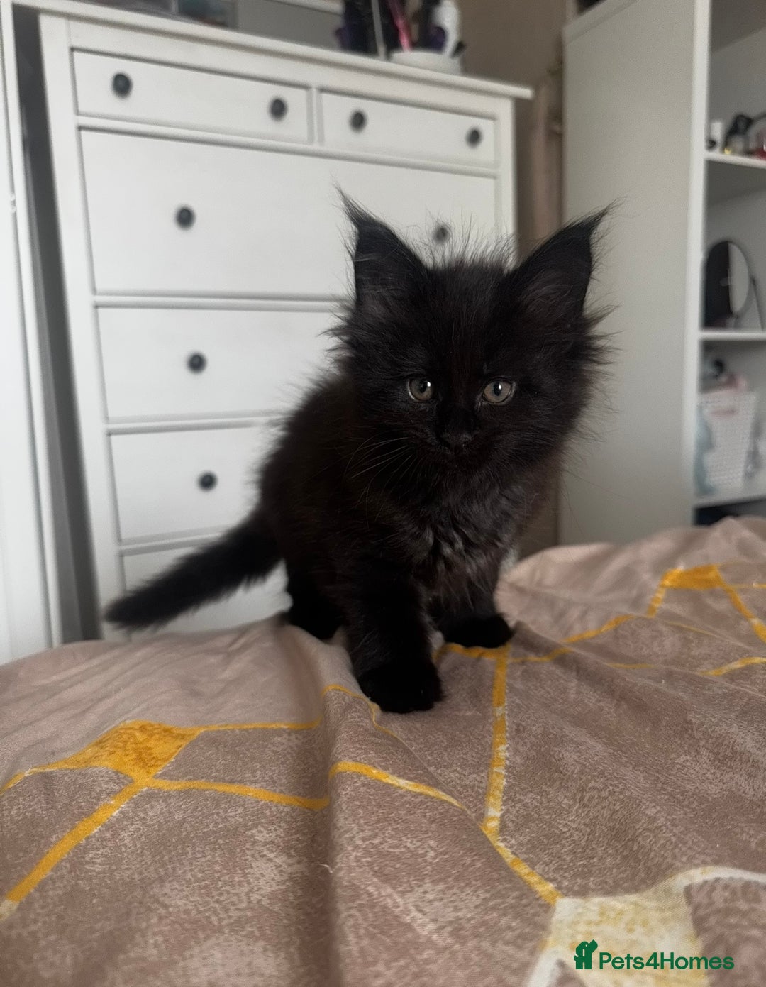 Maine Coon cats for sale: 1 BLACK SMOKE BOY 1 TORTIE GIRL MAINE COON KITTENS - Image 15