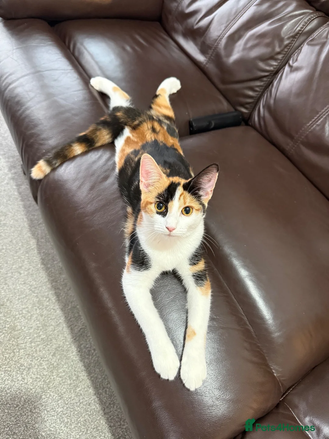 Mixed Breed cats for sale: Beautiful Calico Female kitten available - Advert 2
