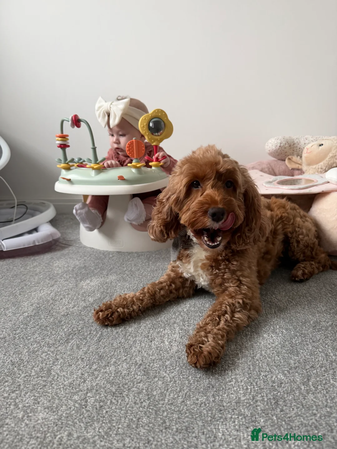 Cockapoo dogs for sale: Skye ⭐️ - Advert 1