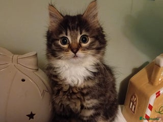 Mixed Breed cats 2 beautiful kittens ready for loving homes - Advert 1