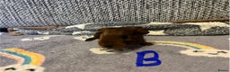 Guinea Pig rodents for sale: 🩷💙Girl and boy baby guinea pigs  - Advert 4