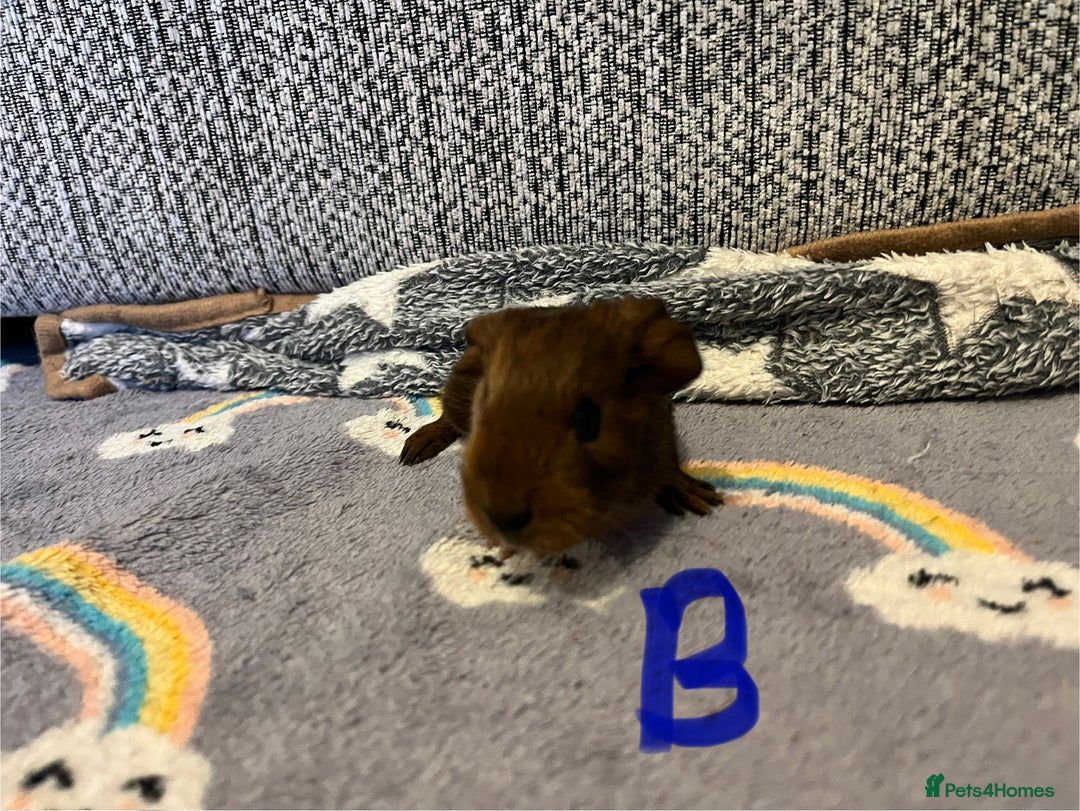 Guinea Pig rodents for sale: 🩷💙Girl and boy baby guinea pigs  - Advert 4