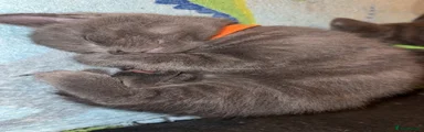 British Shorthair Kitten 2