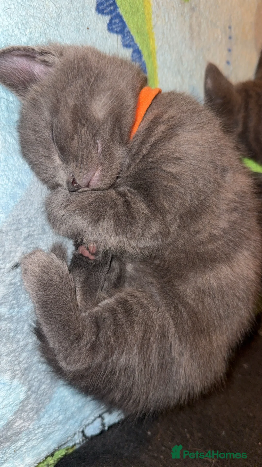 British Shorthair cats for sale: Grey British shorthair kitten  - Advert 1