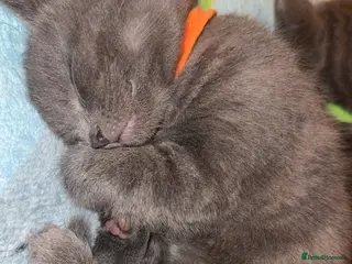 British Shorthair cats Grey British shorthair kitten - Advert 15