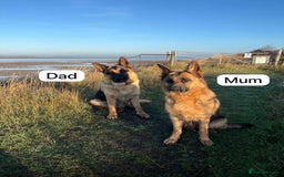 German Shepherd dogs for sale: German Shepherd Puppies Family-Raised 🐾 - Advert 2