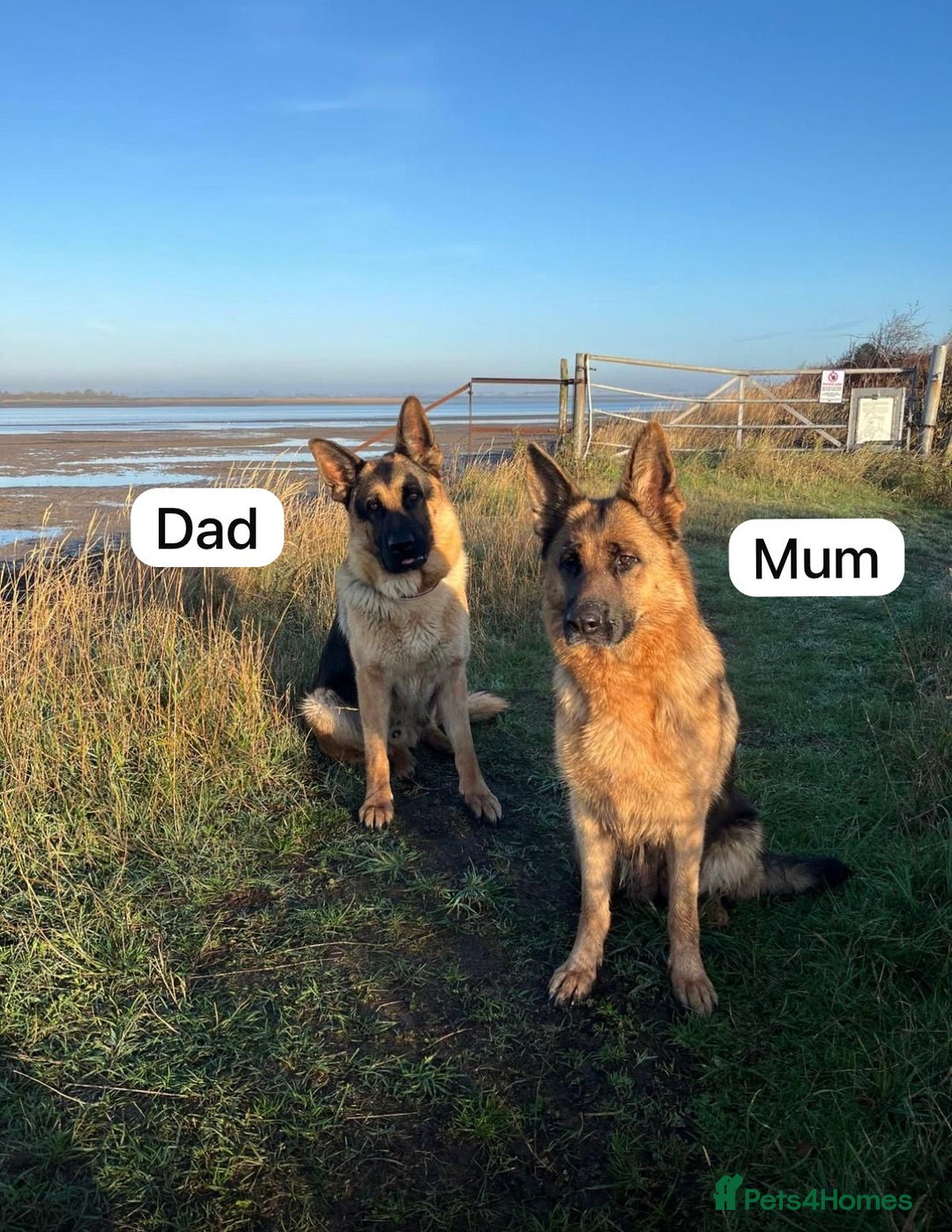 German Shepherd dogs for sale: German Shepherd Puppies Family-Raised 🐾 - Advert 2