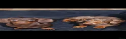Miniature Dachshund dogs for sale: Male & female dachshund  - Advert 2