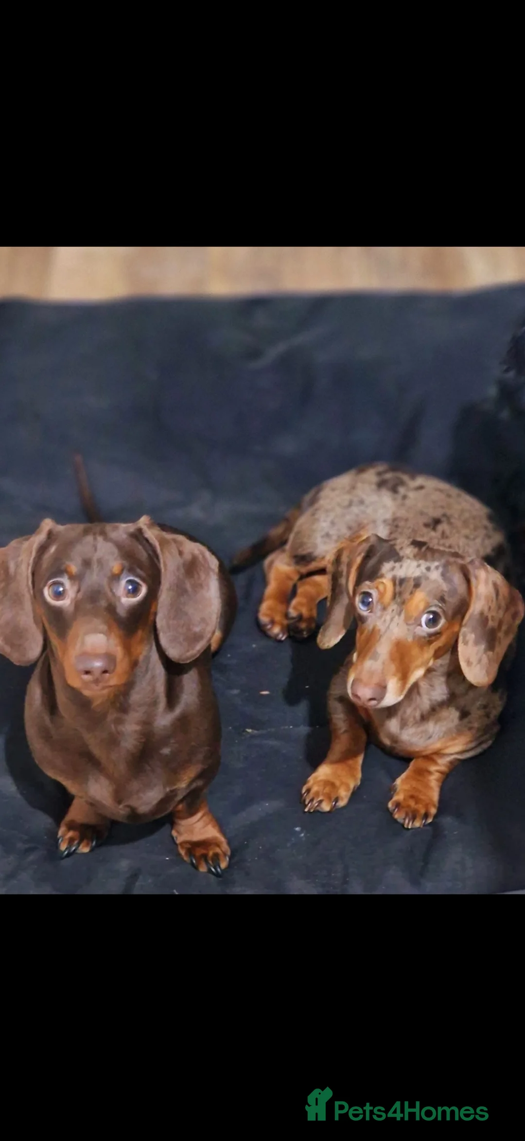 Miniature Dachshund dogs for sale: Male & female dachshund  - Advert 2
