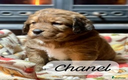 Bernedoodle dogs for sale: Beautiful Bernedoodle babies  - Advert 33