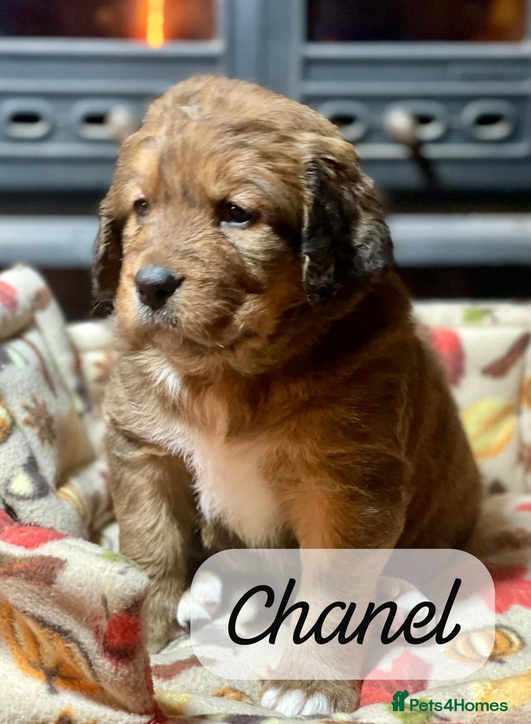 Bernedoodle dogs for sale: Beautiful Bernedoodle babies  - Advert 33
