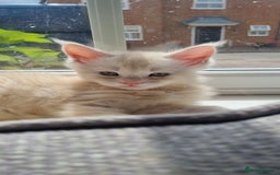 Maine Coon cats for sale: 2 Stunning Cream Pedigree Mainecoons Available  - Image 24