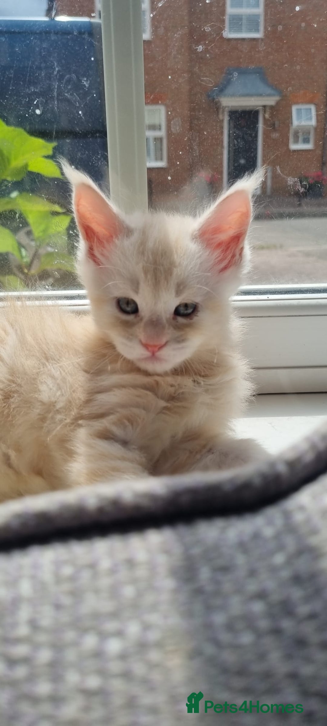 Maine Coon cats for sale: 2 Stunning Cream Pedigree Mainecoons Available  - Image 24