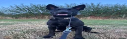 Belgian Shepherd Dog dogs for sale: Belgian Malinois Black Female  - Advert 7