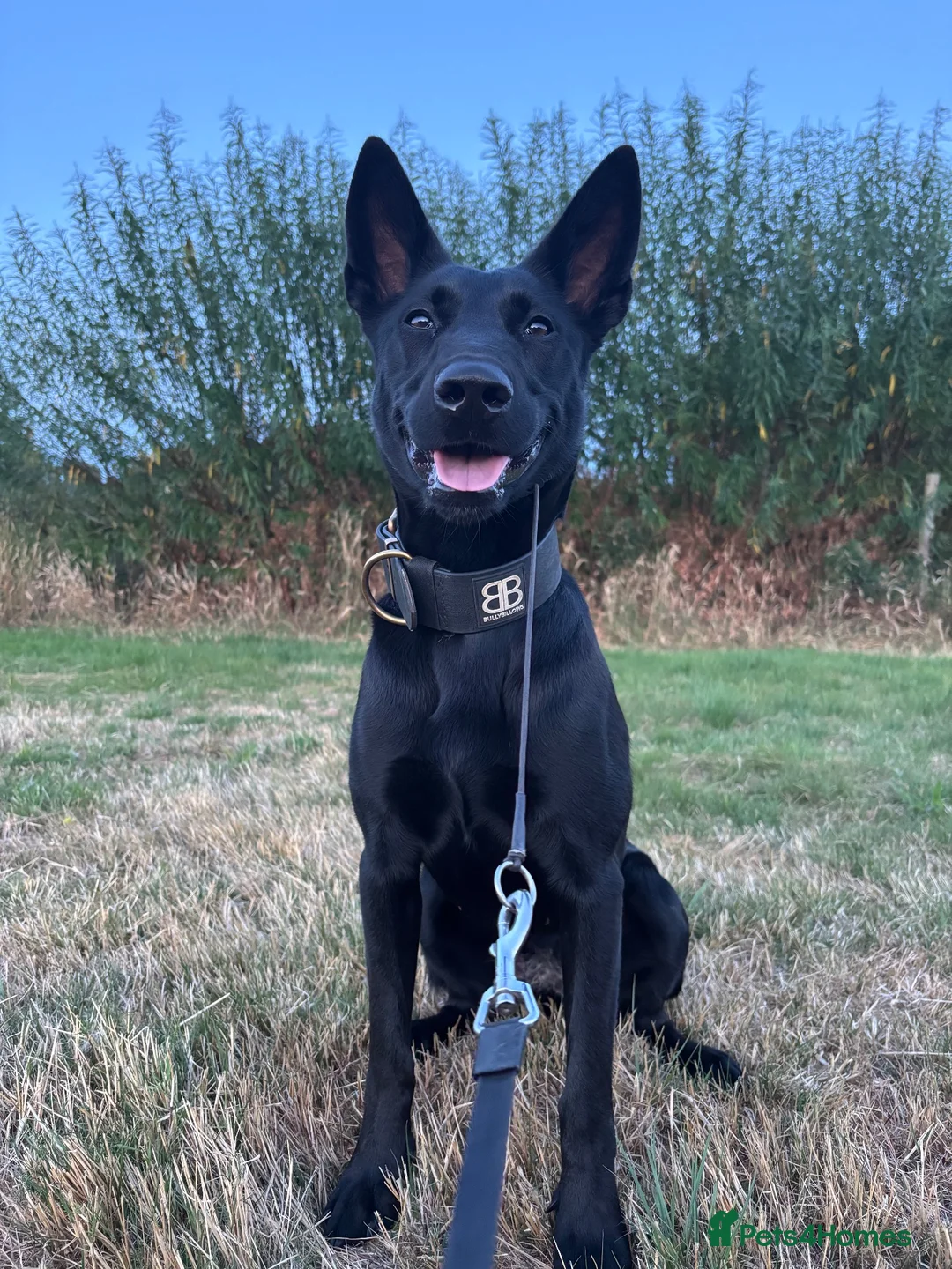 Belgian Shepherd Dog dogs for sale: Belgian Malinois Black Female  - Advert 7