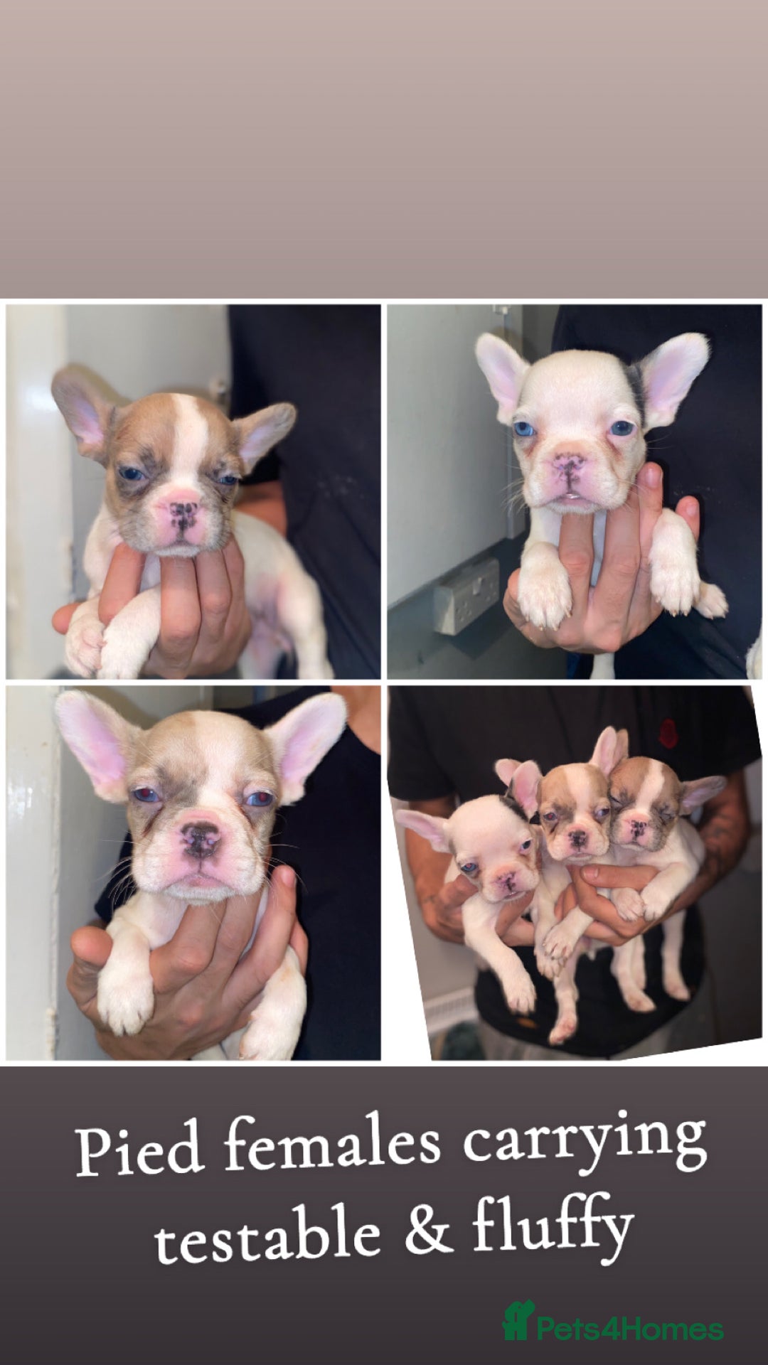 French Bulldog dogs for sale: True type frenchie puppies  - Advert 1