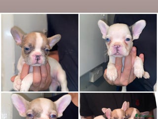 French Bulldog dogs True type frenchie puppies - Advert 1