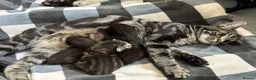 Mixed Breed cats for sale: Mixed breed kittens  - Advert 1