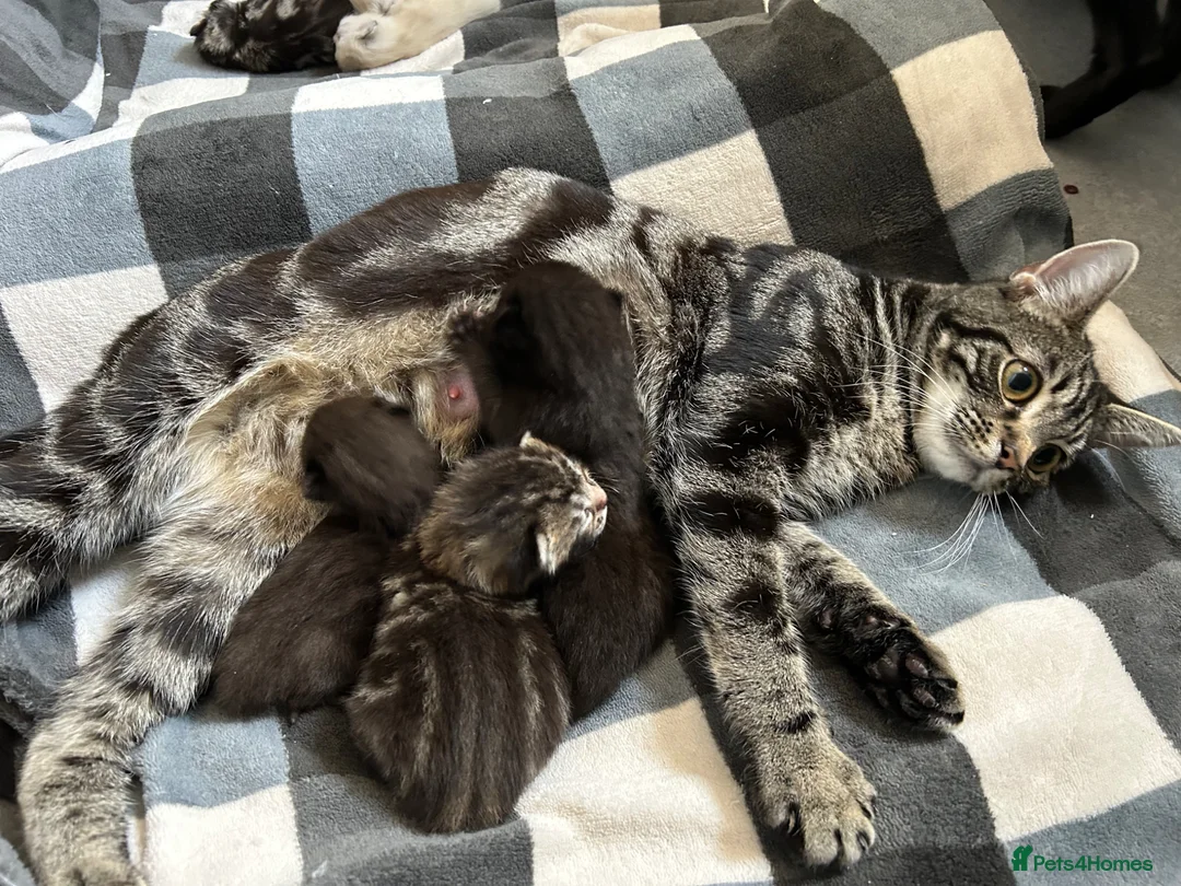 Mixed Breed cats for sale: Mixed breed kittens  - Advert 1