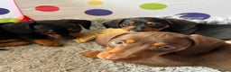 Dachshund dogs for sale: Mini dachshund puppies, PRA clear, health tested - Advert 11