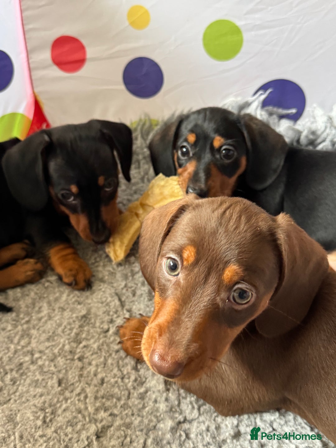 Dachshund dogs for sale: Mini dachshund puppies, PRA clear, health tested - Advert 11