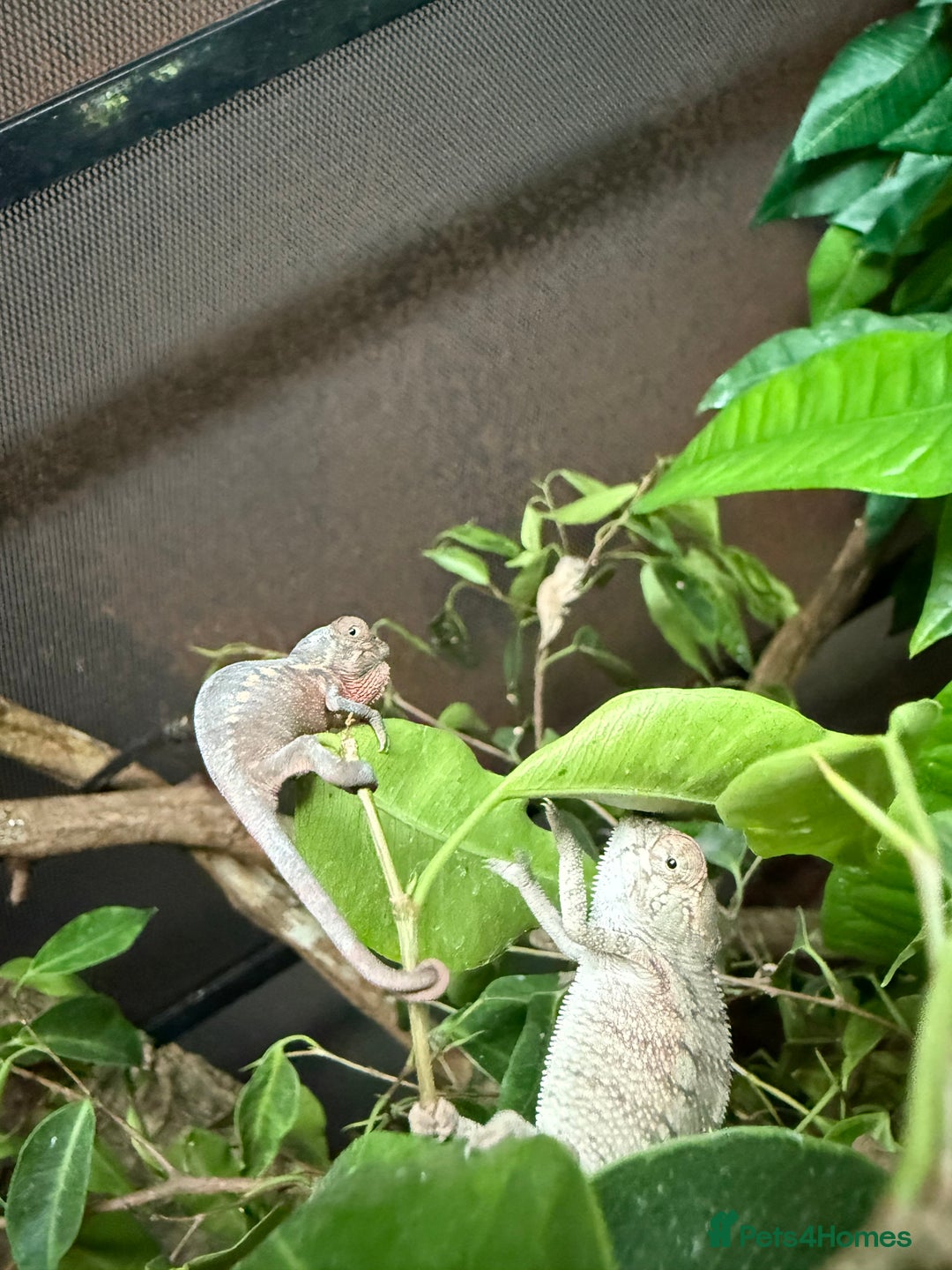 Chameleon reptiles for sale: Stuning bluebar ambilobe chameleons male female - Image 5