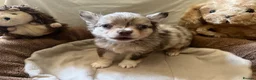 Chihuahua dogs for sale: Chihuahua puppies with blue and green eyes 2 m & 2 - Advert 27
