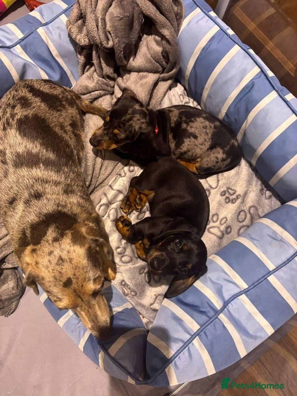 Miniature Dachshund dogs Miniature Dachshund Lovely Puppies for Sale - Advert 1