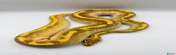Python Snake reptiles for sale: 1.0 Butter fire enchi - Advert 2