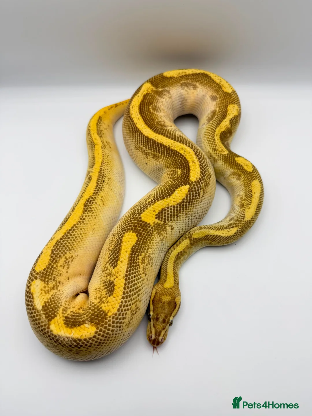 Python Snake reptiles for sale: 1.0 Butter fire enchi - Advert 2