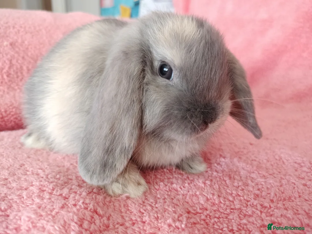 Mini Lop rabbits for sale: Baby mini lops for sale  - Advert 7