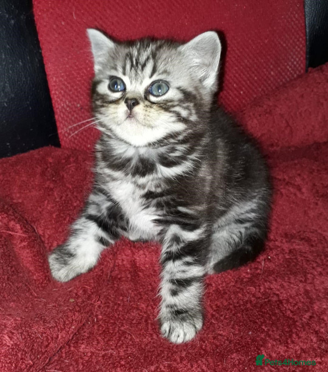 British Shorthair cats for sale: Bsh. Silver Tabby Classic .GCCF . - Advert 14
