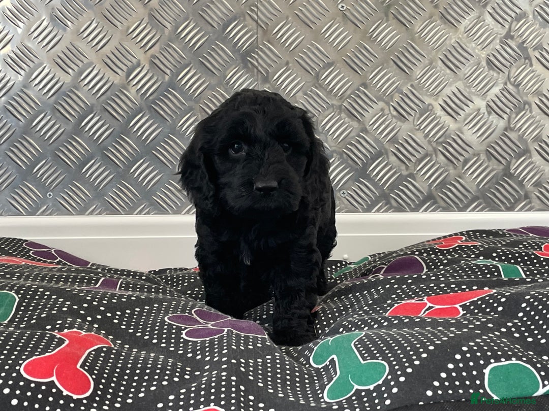 Cockapoo dogs for sale: F1 Cockapoo puppies for sale  - Image 27