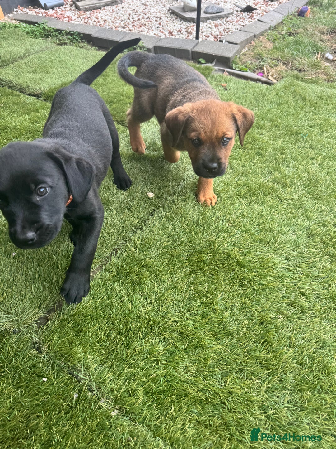 Mixed Breed dogs for sale: Rottweiler/cane corso puppies - Image 3